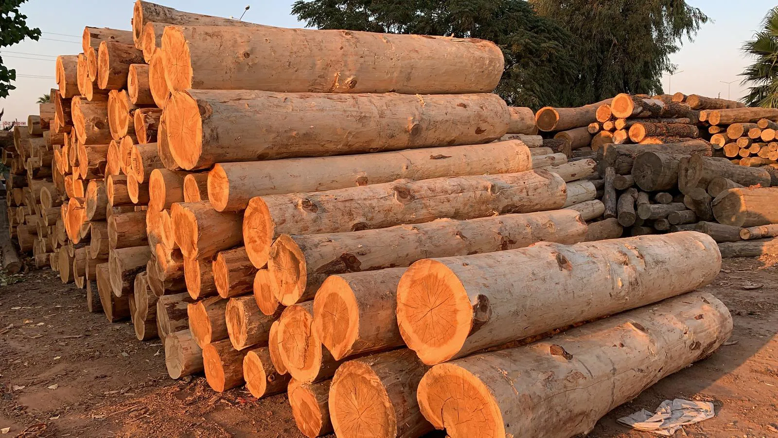 CEDARCEDRUS LUMBERTIMBER